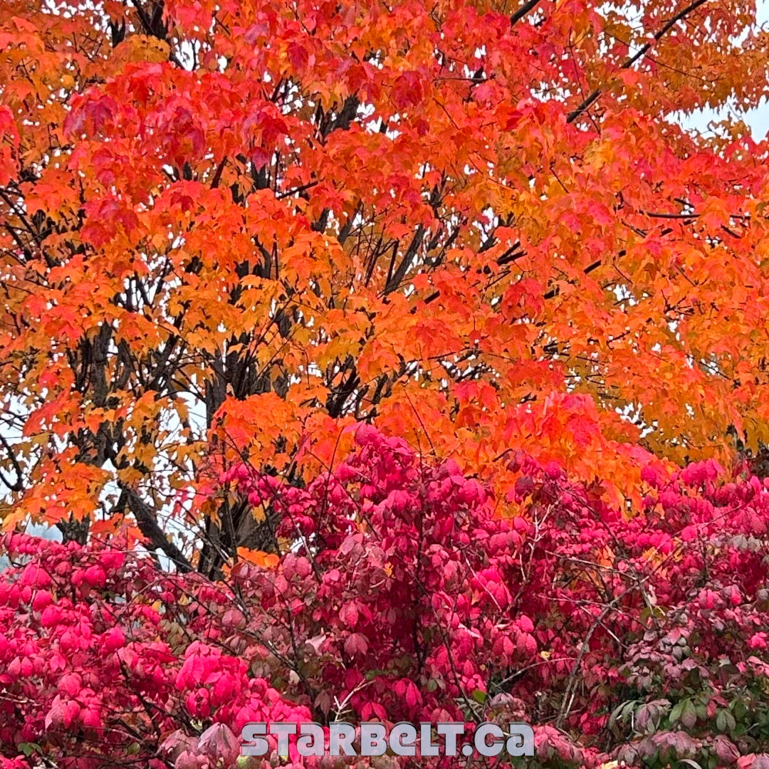 autumn colours