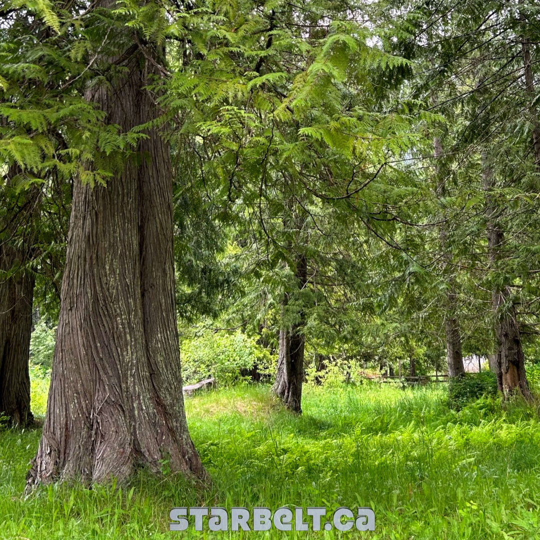 emerald forest