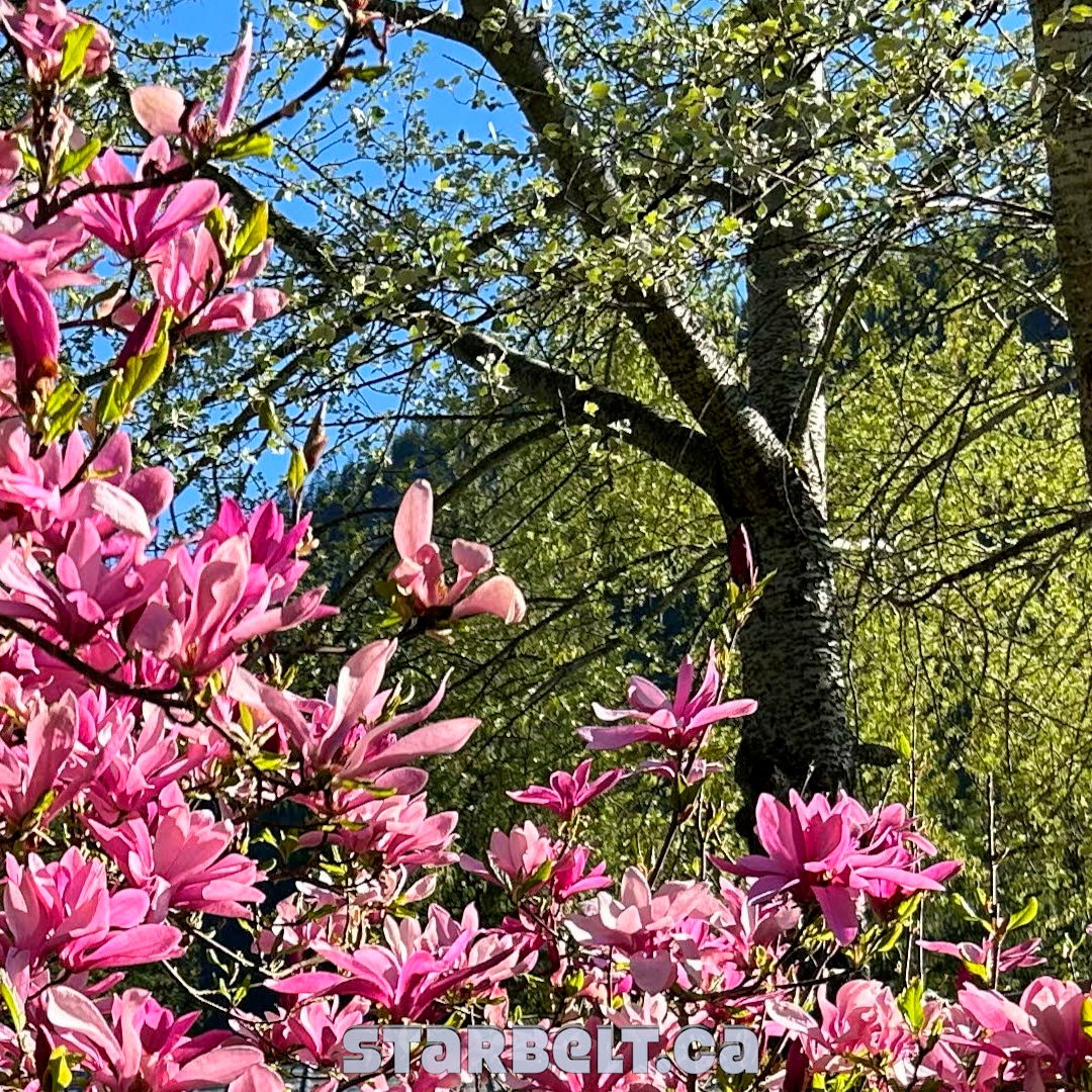 magnolia in full bloom