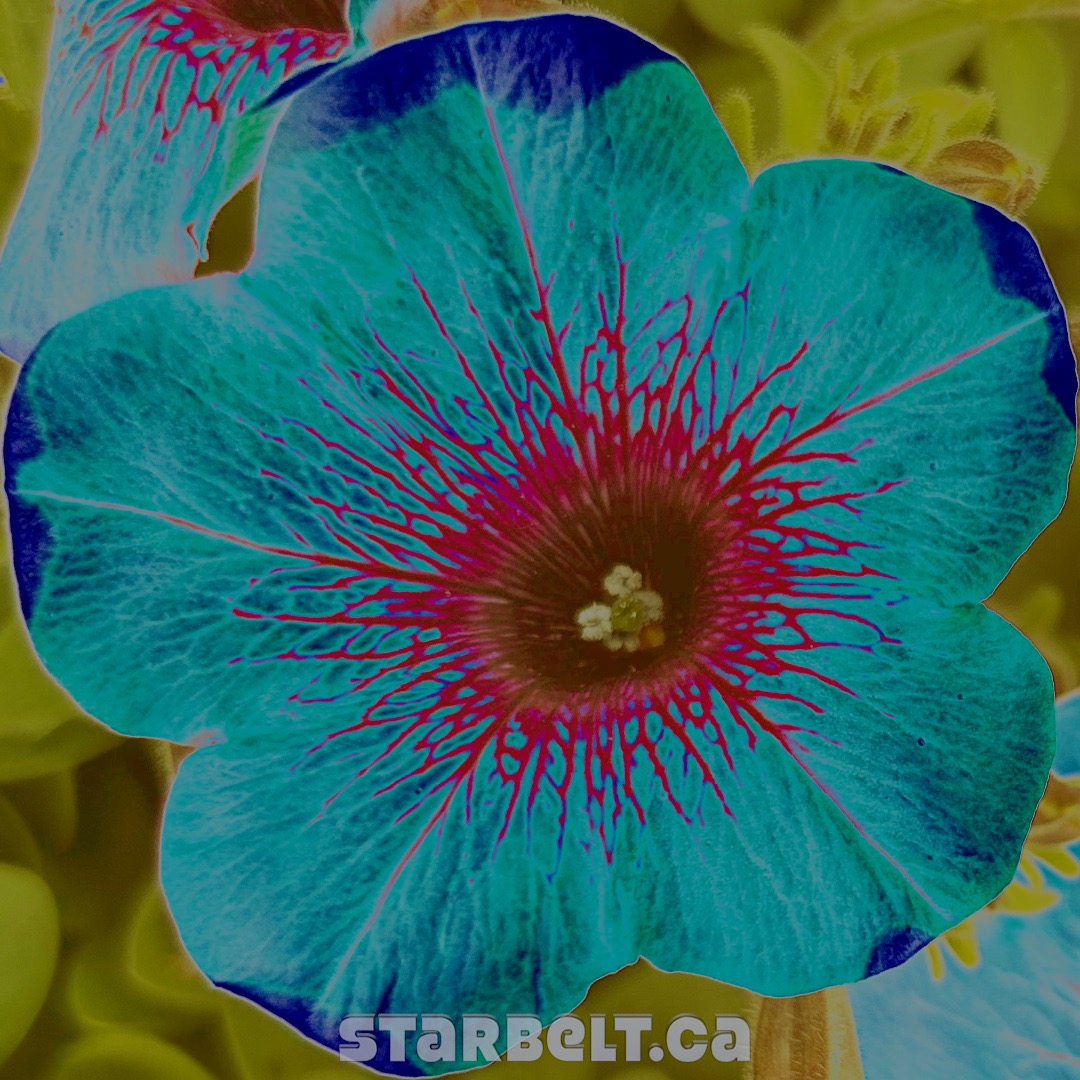 petunia fractal acid dip