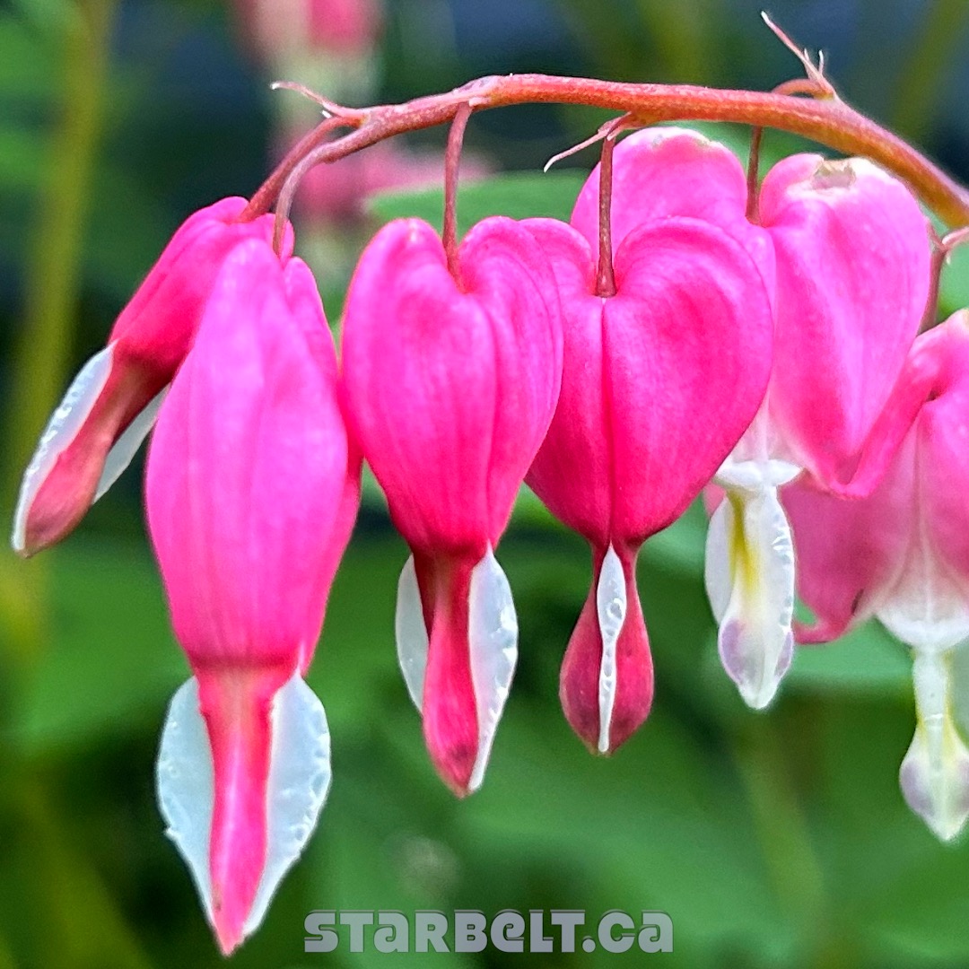 pink bleeding heart flowers