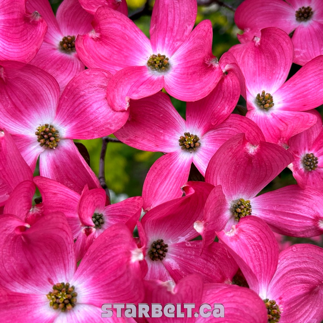 pink flowering dogwood