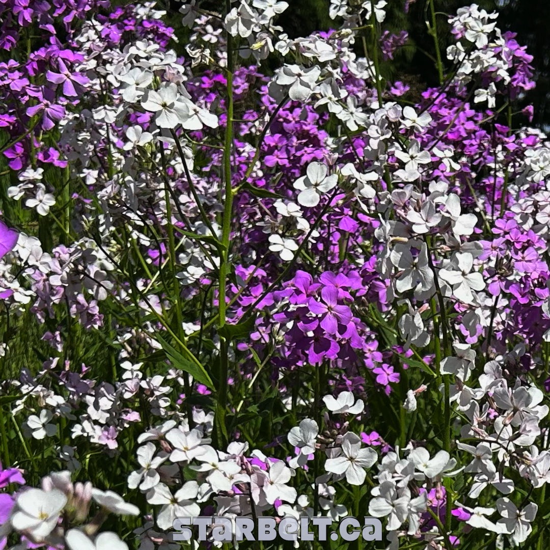 purple and white dames rocket flower blooms