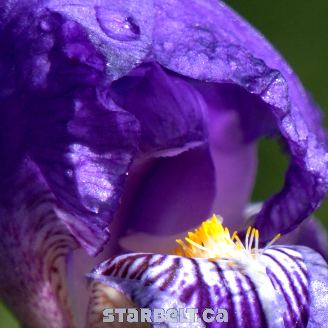 purple iris bloom with golden pistils