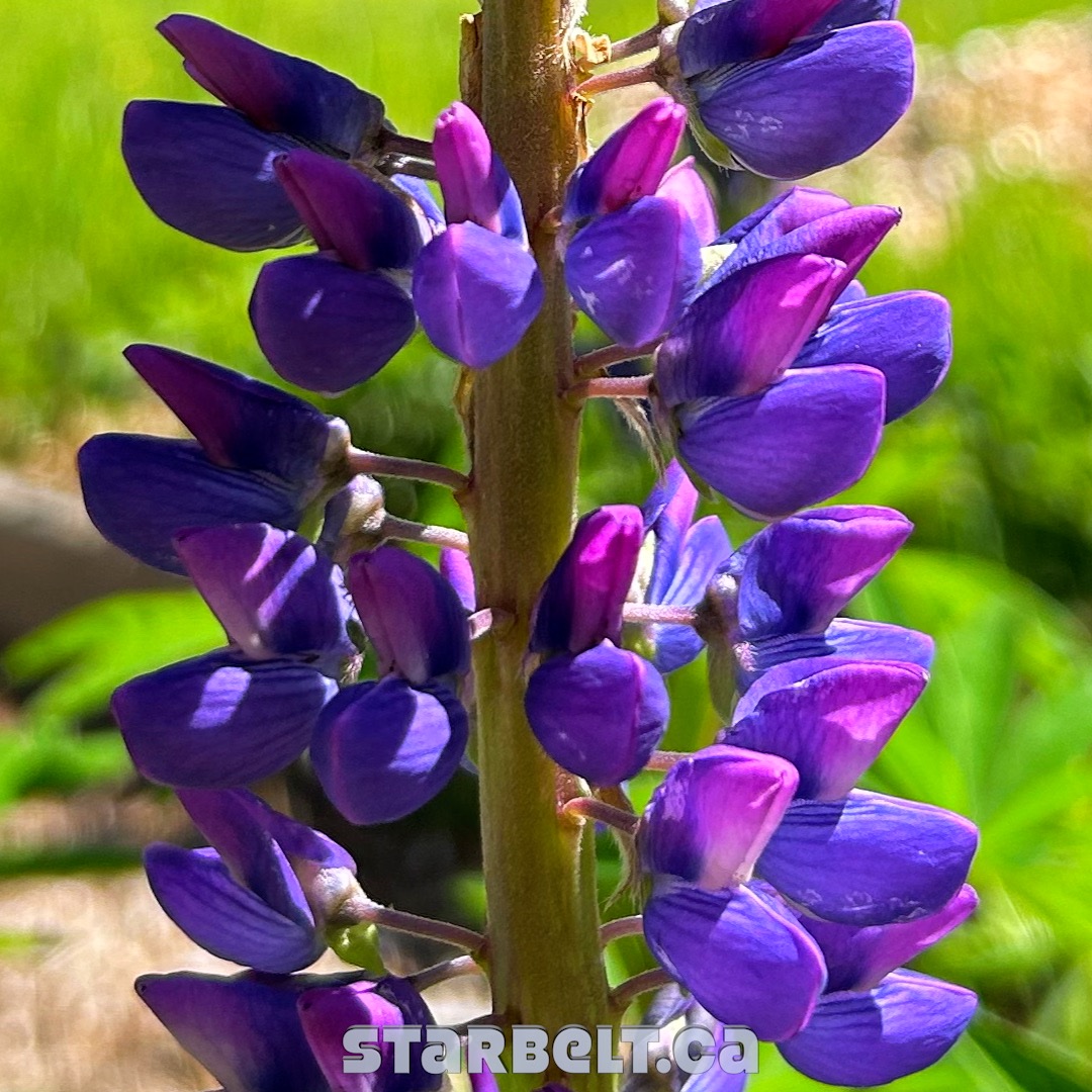 purple lupine blossoms