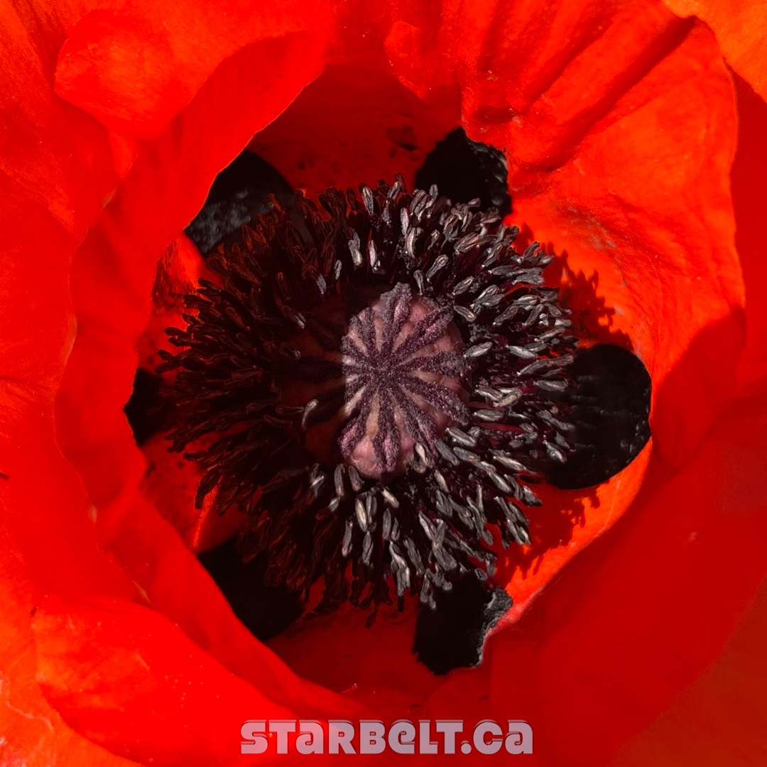 red poppy with black pistils