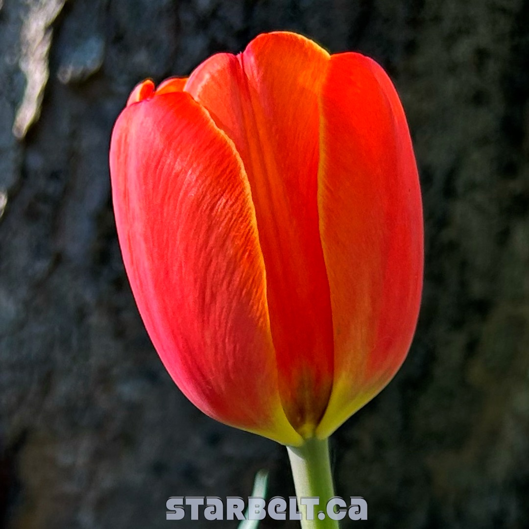 red tulip in bloom