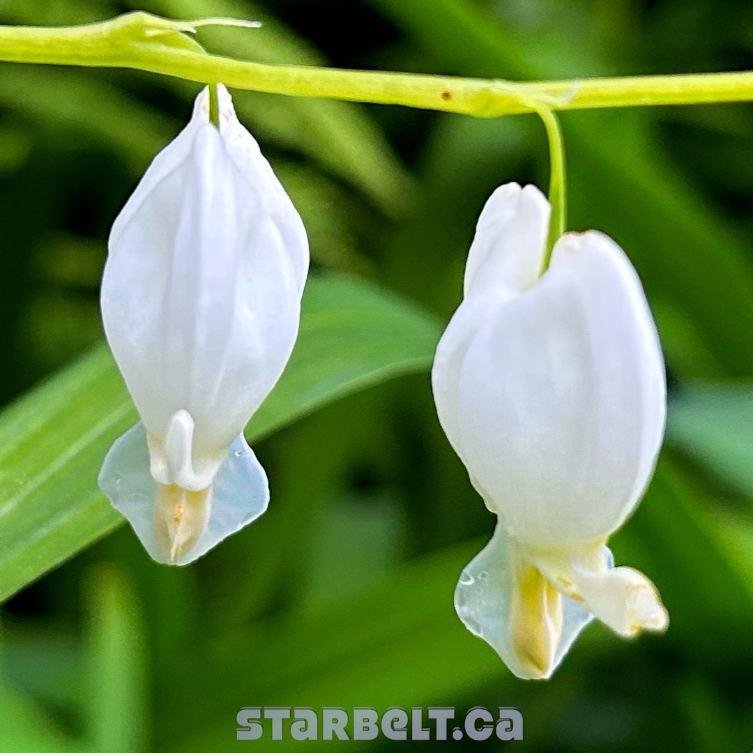 white bleeding heart flowers