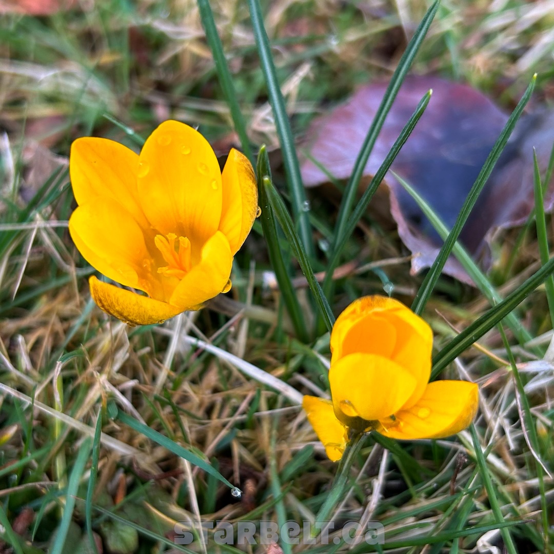yellow crocus dewdrops